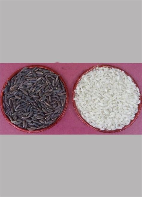 Kala Namak Rice at Rs 78/kg | Organic Rice in Kanchipuram | ID: 24956349191