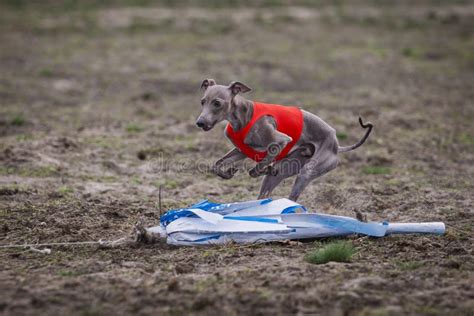 Training Coursing. Italian Greyhound Dog Stock Image - Image of muzzle ...