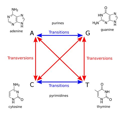 ROSALIND | Transitions and Transversions