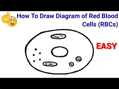 how to draw red blood cells step by step for beginners ! | how to draw diagram of red blood cell ...