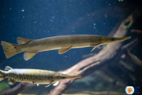 Spotted Gar Alligator Gar Teeth - Spotted gar are eaten by larger fish, alligators, herons, and ...