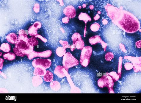 Feline leukemia virus felv hi-res stock photography and images - Alamy