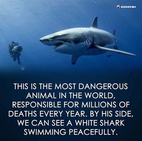 SAVE OUR SHARKS | Shark facts, White sharks, Misunderstood shark