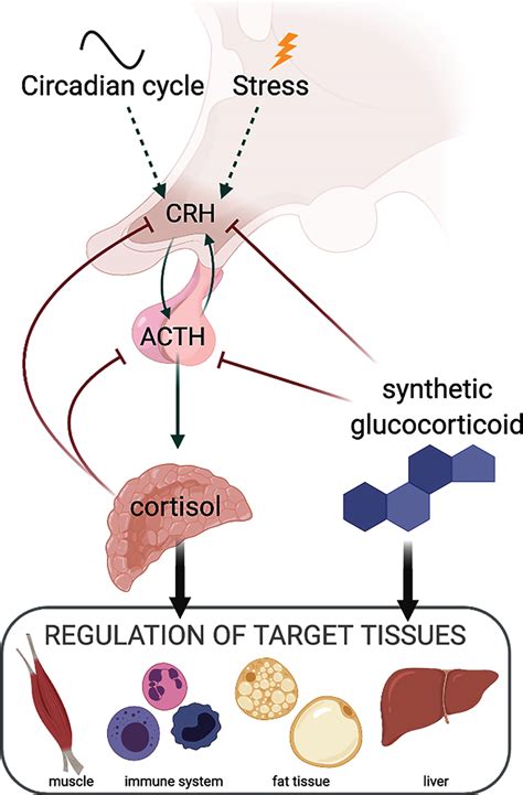 Glucocorticoids Stress