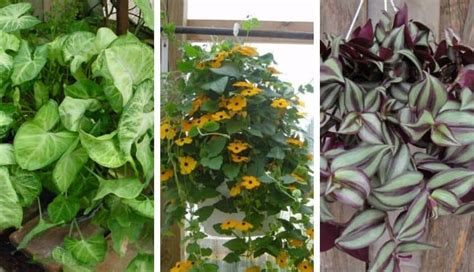 13 Popular Indoor Vine Plants That Are Easy To Care For