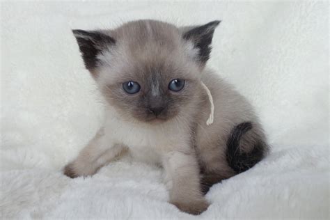 5390 best Siamese Cat images on Pholder | Siamesecats, Cats and Aww