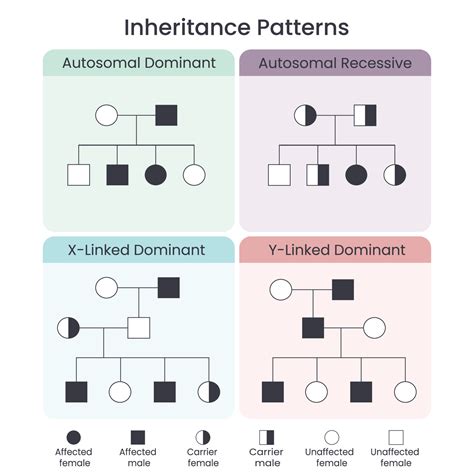 Genetic Inheritance Patterns scientific vector illustration infographic ...