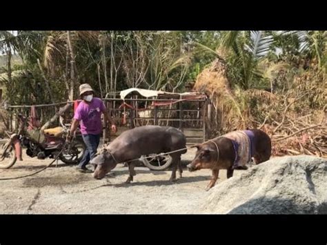 Sow pig breeds . Breeding pigs from other people's farms - YouTube