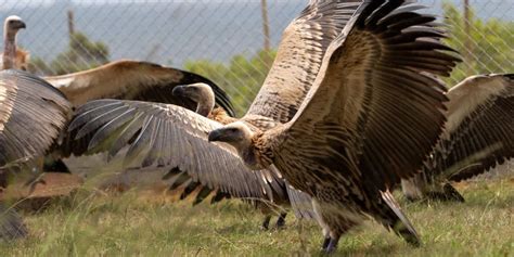 Largest vulture relocation marks conservation milestone | Southern ...