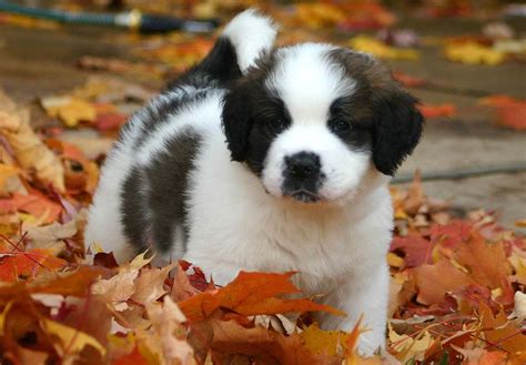 St. Bernard Puppies For Sale - AKC PuppyFinder