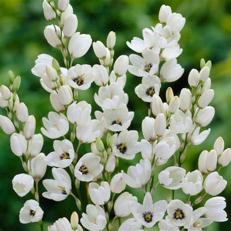 Get Corn Lily Gemini Summer-flowering Bulb (Ixia) in MI at English ...