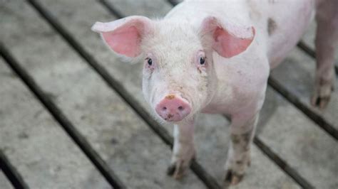 How feed manufacturing impacts pig feed efficiency | Alltech