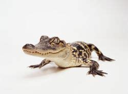 Characteristics of Squamates Reptiles