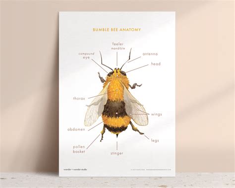 Bumblebee Anatomy Printable Educational Learning Nature - Etsy Canada