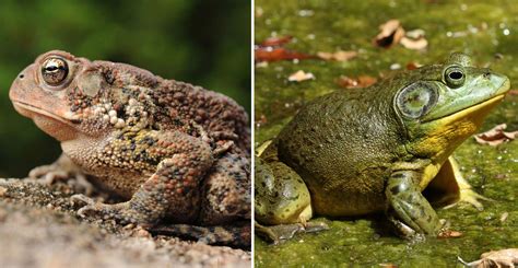 What's the difference: Frog vs. toad | Forest Preserve District of Will ...