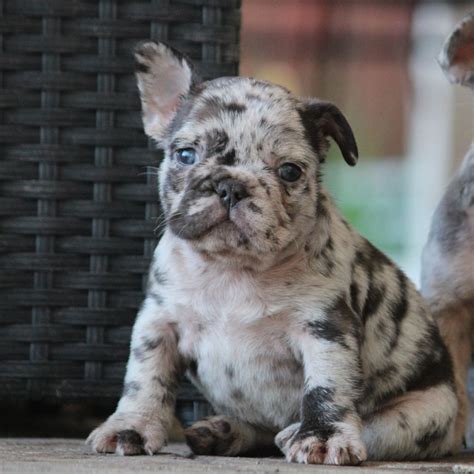 Bully Heights - French Bulldog Puppies For Sale - Born on 02/14/2020