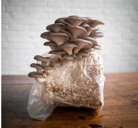 How to Grow Blue Oyster Mushrooms | North Spore