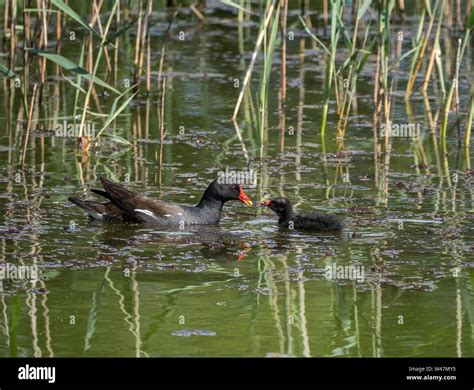 Moorhen feeding young Stock Photo - Alamy