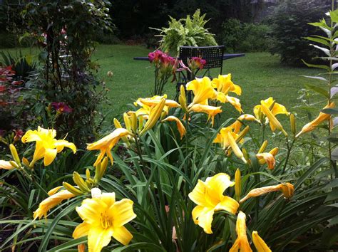 Yellow daylilies. Daylilies, Yellow, Garden, Plants, Garten, Lawn And Garden, Gardens, Plant ...