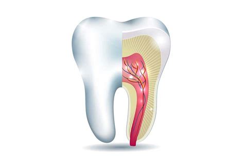 Apical Foramen