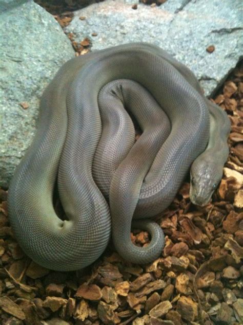 Olive python: History, Facts, Size, Habitat, Classification & Much More - Animals Name