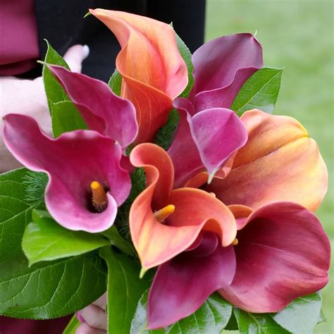 Calla Lily Tropical Sunset Collection – Easy To Grow Bulbs