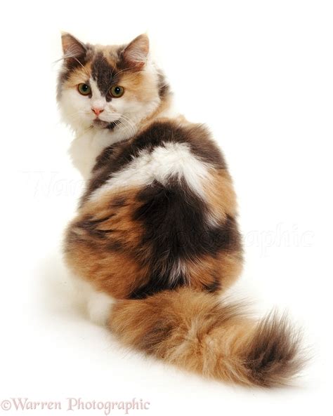 Tortoiseshell cat looking over its shoulder photo WP09134