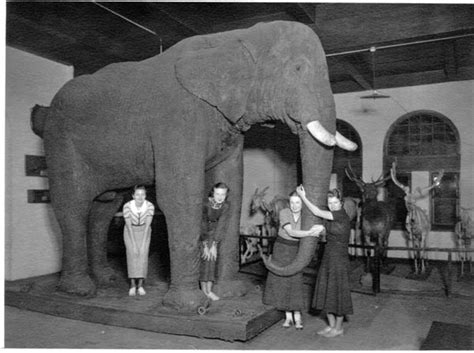 Tufts Family Genealogy: Jumbo the Tufts University mascot