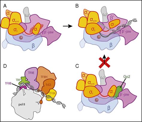 Structure of Escherichia coli RNA polymerase holoenzyme at last | PNAS