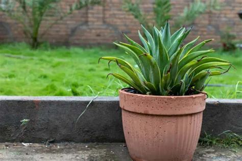 Power Planter: Cultivating Excellence In Gardening - SimplyHindu