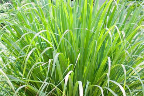 Lemongrass: How to Grow, Care and Use it