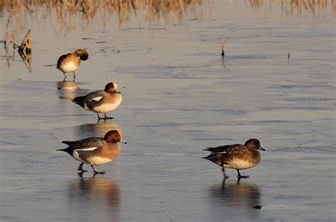 The 20 best UK wildlife walks for autumn 2022, from spotting red deer ...