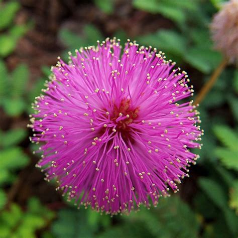 Buy Sensitive Plant (Mimosa Pudica) 100+ seeds online :: Seeds ...