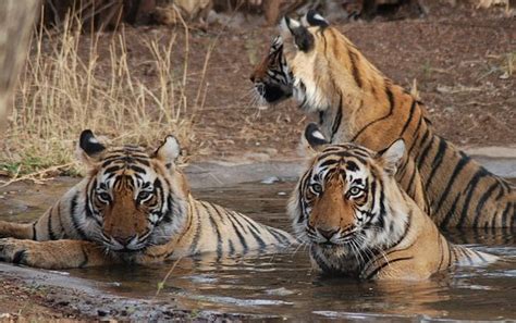 Bandhavgarh National Park