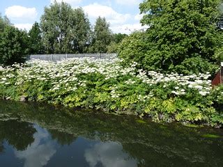 Giant Hogweed | Gordon Joly | Flickr