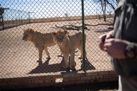 Who buys lion bones? Inside South Africa’s skeleton trade