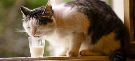 Do Cats Actually Like Milk? - PetPlace