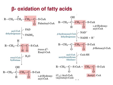 PPT - Chapter 5 Metabolism of Lipids PowerPoint Presentation, free download - ID:649890