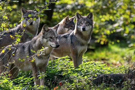 Hunting Grey Wolves Photograph by Arterra Picture Library - Fine Art ...