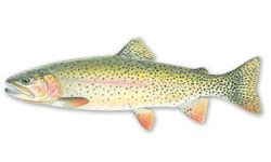 CUTBOW TROUT