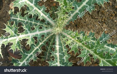 Beautiful Thorn Plants Forest Stock Photo 1265782234 | Shutterstock