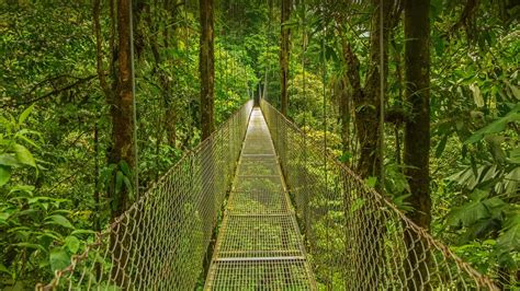 Bing HD Wallpaper May 26, 2022: Monteverde Cloud Forest Reserve in ...