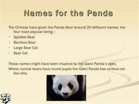 Giant Pandas