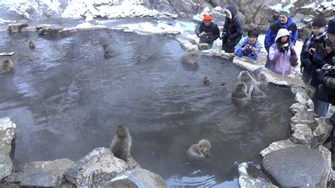 Macaques Enjoying an Onsen in Jigokudani Monkey Park