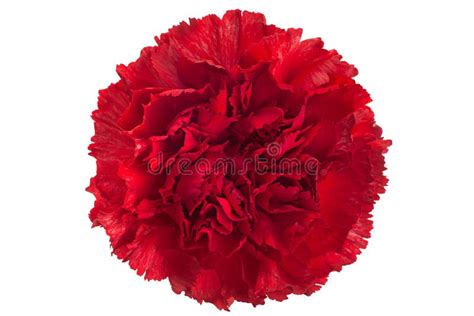 Red carnation flower stock photo. Image of beauty, botanical - 139144946