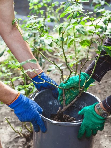 Rose Transplanting - Tips On When And How To Transplant A Rose Bush