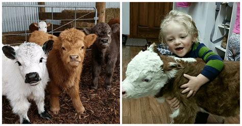 These Fluffy Mini Cows Insanely Adorable And Make Great Pets