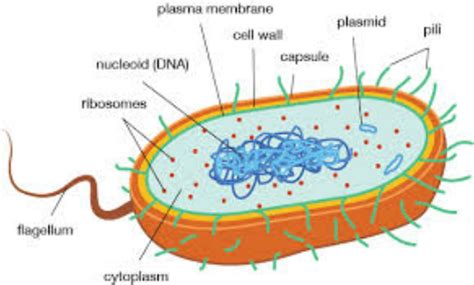 types of cells - ARCHAEBACTERIA CONCLUSION