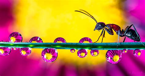 30 Mesmerizing Water Droplet Photos By A Macro Photographer | Bored Panda