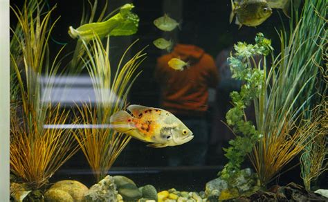 Pros and Cons of Using Live Plants in Your Home Aquarium - PetHelpful